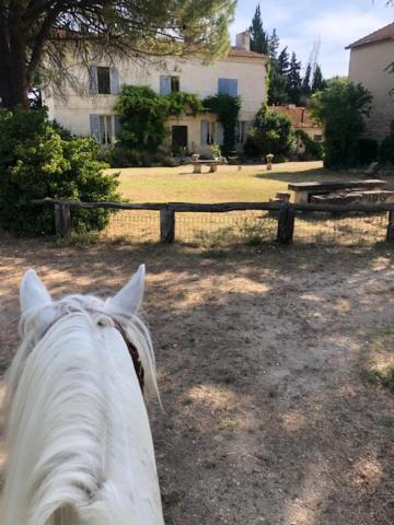 Le Mas Blanc Saint-Gilles  Buitenkant foto